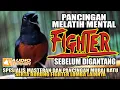 GANTANG MURAI BATU.?? DENGAR DULU PANCINGAN INI | MELATIH MENTAL FIGHTER SEBELUM GANTANG | shamabird