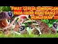 Download Lagu SUARA PIKAT BURUNG GEREJA RIBUT PALING AMPUH TOKCER MEMUASKAN !!