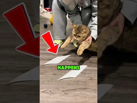 She Put Tape on Her Cat’s Paws and This Happened‼️🤯