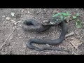 4ft Ohio Black Rat snake