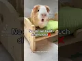 Download Lagu No one can touch Dindin’s bed #guineapig #cute #animallover #animalshorts #cuteanimals #funnyshorts