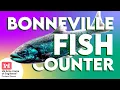 Bonneville Dam Fish Counter