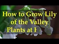 Download Lagu How to Grow Lily of the Valley Plants at Home
