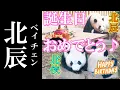 Download Lagu まさかの出来事にファンの方々から悲鳴が😱…　【北辰 \u0026 北侠】3歳の誕生日おめでとう‼　　成都のぱんだ#215
