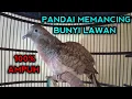Download Lagu SUARA PERKUTUT BANGKOK GACOR PALING AMPUH UNTUK PANCINGAN PERKUTUT BANGKOK LAIN 100% NYAUT