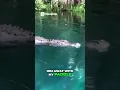 Download Lagu Florida Woman On Paddleboard Has Frightful, Up-Close Encounter With Alligator In Silver River
