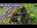 Download Lagu decu lokal jawa