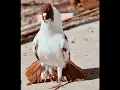 Download Lagu pigeon ❤️‍🔥attitude status ❤️‍🔥#shorts #tiktok #viral #trending #shortvideo