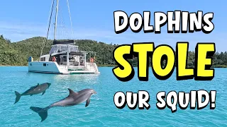 Best Wildlife Encounter Yet! Strong Winds 20 – 30 knots Sailing Great Barrier Reef