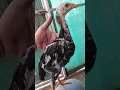 Download Lagu Gem of My Shamo Chick Flock || German and OShamo Aseel Chick || Complete in Every Point || 🙂🙂