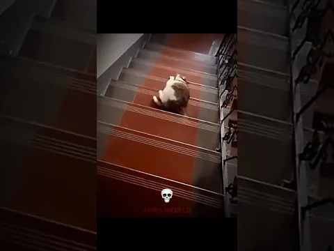 Cats can't be liquid ☠️