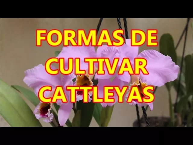 FORMAS DE CULTIVAR ORQUÍDEAS CATTLEYA.WAYS TO CULTIVATE ORCHIDS CATTLEYA