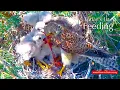 Download Lagu #121🦃🐥15°🐥15°🐥15°🐥15°／Avila🇪🇸Kestrel Nest 2025／ Powerd by DIRECTO NATURA
