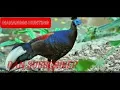Download Lagu suara ayam hutan kalimantan dijamin 100% datang