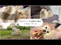 Download Lagu 【ルーティン】甘えん坊な末っ子ポメラニアンの１日に密着してみた