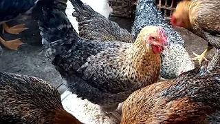 تعالى نحط حاجه علشان الفرخ تبيض على طول وتعالى نشوف الفراج باضت وتانى ولا لا 