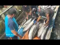 Download Lagu Penjualan Big Moster Tuna Landas