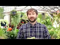 Grass for cats VS Nepeta cataria! What does your cat want?
