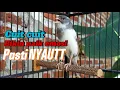 Download Lagu KENARI GACOR  Cuit CUIT BIRAHI UNTUK PANCINGAN \u0026 MASTERAN Kenari PAUD AGAR BUNYI DAN NGEROL