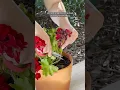 Download Lagu Deadheading geraniums is simple and helps promote flowering throughout the season!