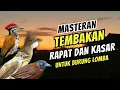 Download Lagu Masteran Tembakan Rapat dan Kasar