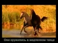 Download Lagu Красивая музыка о нежности и любви (Арабатский конь).mp4