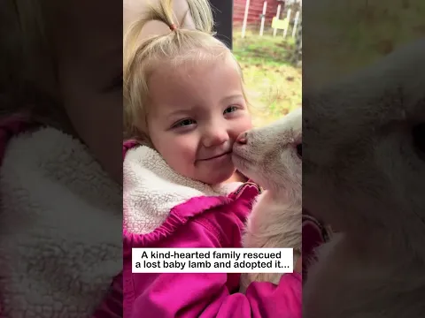 The Lost Lamb #animals #wildliferescue #lovestory #cute #rescueefforts #pets #rescue #love#lamb