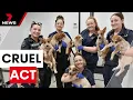 Litter of red heeler puppies found dumped on Port Adelaide beach 7 News Australia