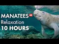 10 Hours of Relaxing MANATEES in 4K
