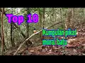 Download Lagu Top 10. Kumpulan pikat murai batu