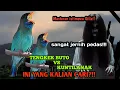 Lagu Masteran tengkek buto,tengkek buto vs kuntilanak