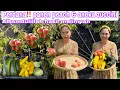 Download Lagu PERDANA‼️ PANEN PEACH \u0026 ANEKA ZUCCINI TAHUN INI || ALHAMDULILLAH HASIL MELIMPAH BANGET