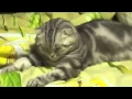Cat falling asleep