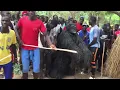 Download Lagu DIEGOUNE ; DANSE DE AGOMALA Accueil du parrain  LORS DE LA FINALE DU TOURNOI FEU COLONEL SANE