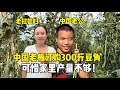 Download Lagu 中国老板订购300斤豆角，可惜地里产量不够，拉上邻居一起卖！