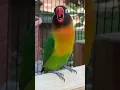Download Lagu Lovebird Singing \u0026 Chirping Sounds #shorts