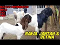 Download Lagu Kambing pe jantan ,induk \u0026 bakalan jantan/betina ekonomis freeongkir jawa