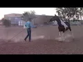 Download Lagu Troubleshooting the horse that turns in while lunging, Mike Hughes, Auburn California