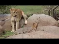 Simba na Swala