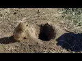 Backyard Squirrel Maze 1 0 - Ninja Warrior