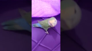 صوت البغبغان 