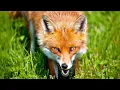 Red Fox Facts Habitat Size and Cute Kits Explained