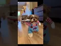 Lagu Which one is your favorite?? 🎃 Best Halloween Dog Costumes 🎃 #halloween #funnyanimals #dogcostume
