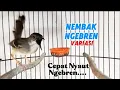 Download Lagu Masteran ciblek ngebren variasi untuk ciblek semi dan ciblek kristal