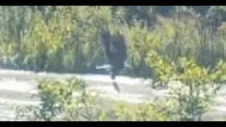 Bald Eagle at Chicago Botanic Garden 20250831 16 40 CDT