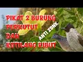 suara pikat burung perkutut dn kutilang ribut