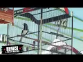 Download Lagu PESONA KACER REMISI || PIALA DANSECAPA AD BLA VIII