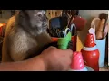 Dinner and Dessert Mayhem - Gaitlyn Rae Goes Berzerk