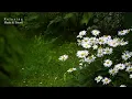 Debussy "Clair de Lune" Relaxing Music l Beautiful Piano l Rain Sounds l Calm l Deep Sleep