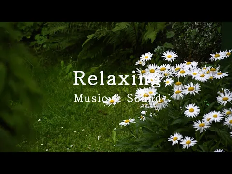 Download MP3 Debussy, Clair de Lune -  Relaxing Piano Music, Rain Sound, Calm piano, Peaceful, Deep Sleep